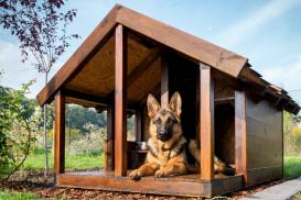 Buda dla psa – jak zbudować budę dla psa pilnującego domu 